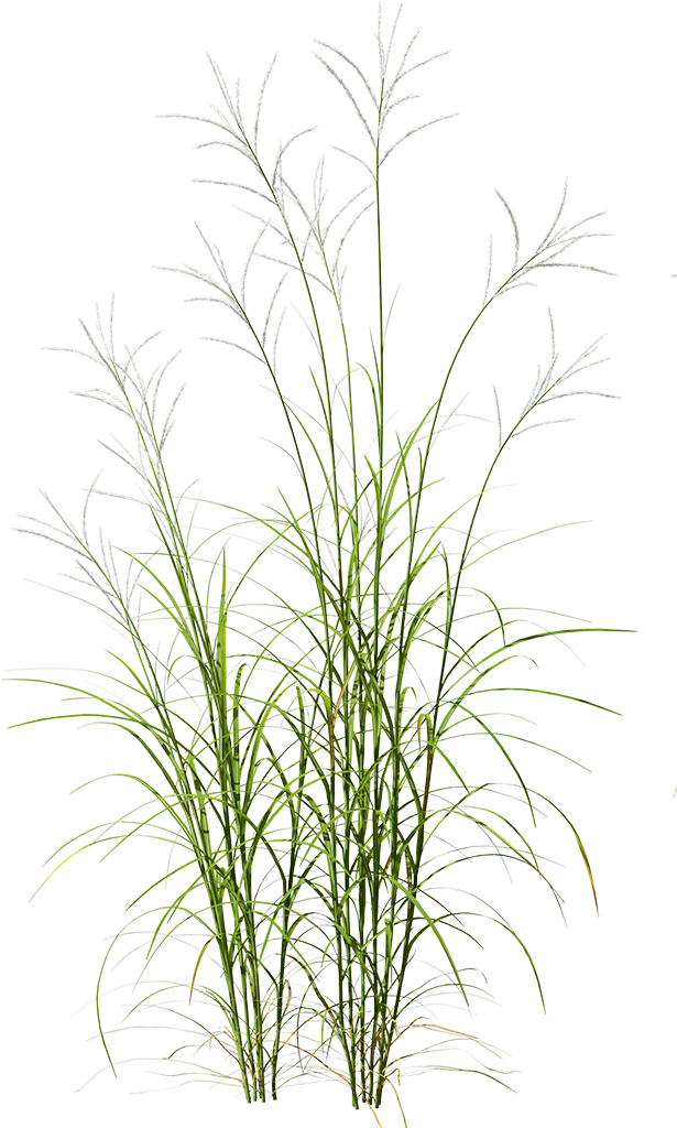 weed isolated